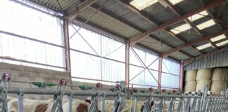 Les vaches sont de retour dans les fermes d'Écleux