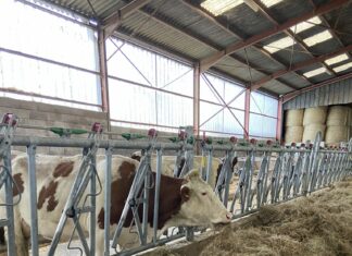 Jura. Après la DNC, le temps du repeuplement à Écleux Les vaches sont de retour dans les fermes d'Écleux