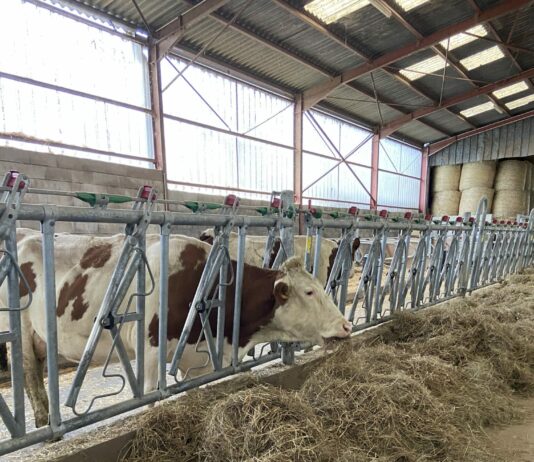 Les vaches sont de retour dans les fermes d'Écleux