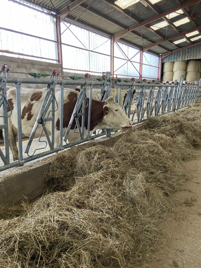 Les vaches sont de retour dans les fermes d'Écleux