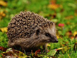 Hérisson