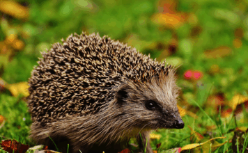 Hérisson