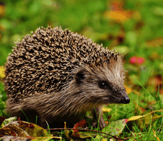 Hérisson
