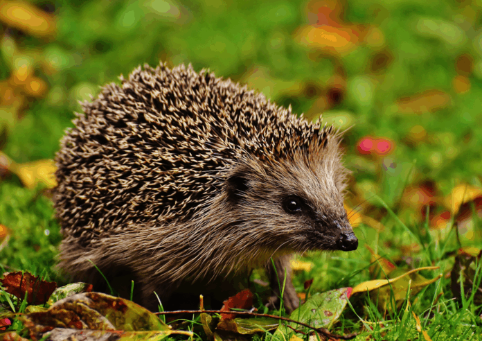 Hérisson