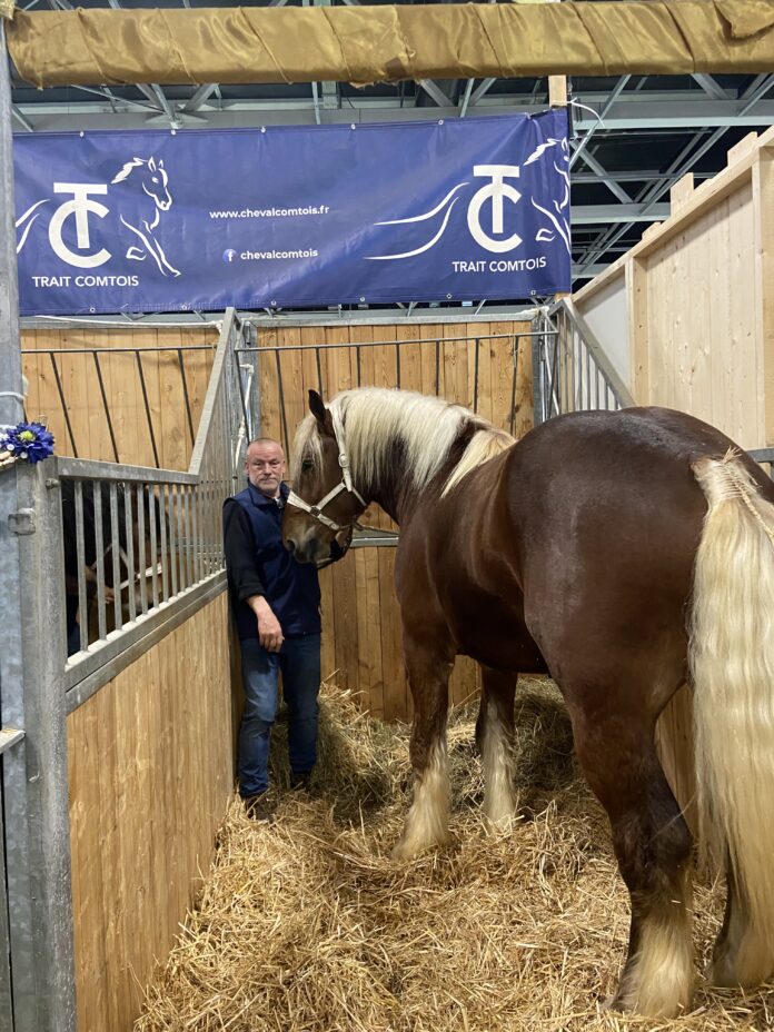 Salon de l'agriculture 2026 - Chevaux comtois Salon de l'agriculture