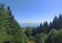 Salins. Des conférences à venir sur le bois et ses usages en Franche-Comté