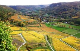 Dossier terroir. Les vins du Jura, une filière qui garde le cap vignobles jurassiens