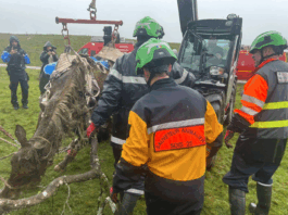 Région. Poulain ligoté dans un trou : six mois d’emprisonnement requis contre l’éleveur