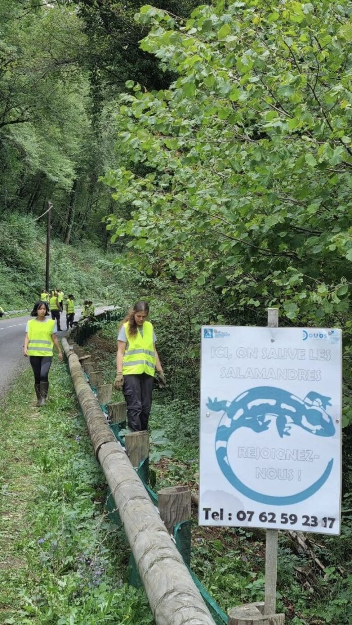 Montage du dispositif de sauvetage routier de vorges les pins avec les benevoles LPO - Ségolène Travichon