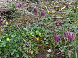 Arçon. Une conférence pour mieux comprendre et protéger la biodiversité