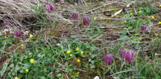 Arçon. Une conférence pour mieux comprendre et protéger la biodiversité