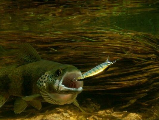 Pontarlier. Animation pêche de la truite aux leurres le 8 avril