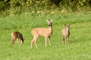 Représentants de l’ASPAS Doubs lors d’une réunion de sensibilisation.