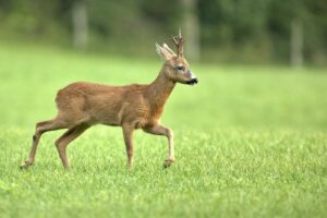 Forêt dans le Doubs, contexte des actions de gestion de la faune sauvage.