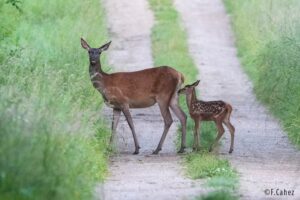 Chamois dans un paysage montagnard du Doubs, soulignant l