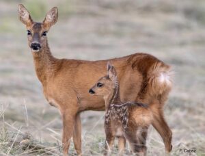 Deux chevreuils dans un champ, illustrant le contexte de l