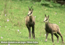 Doubs. ASPAS : pour une autre vision du Vivant dans le Doubs