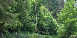 Morteau. L’origine de la pollution aux hydrocarbures dans le ruisseau de la Tanche reste un mystère