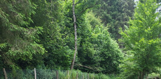 Morteau. L’origine de la pollution aux hydrocarbures dans le ruisseau de la Tanche reste un mystère