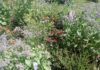Région. À la Saline royale, les jardins se réinventent autour du monde des insectes