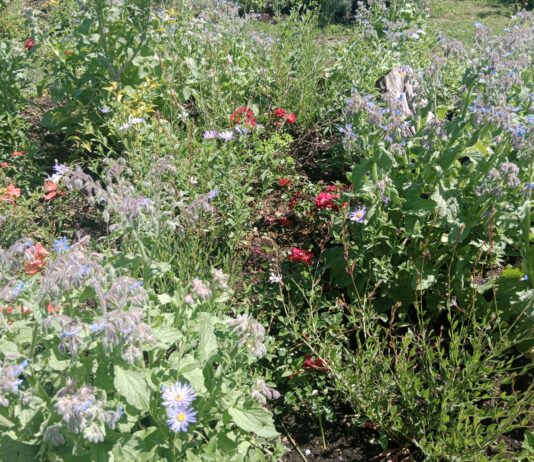 Région. À la Saline royale, les jardins se réinventent autour du monde des insectes