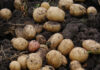 Région. Coin santé : La pomme de terre, du tubercule prohibé à l’aliment préféré ! pommes de terre