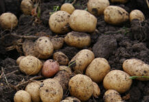 Région. Coin santé : La pomme de terre, du tubercule prohibé à l’aliment préféré ! pommes de terre