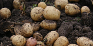 pommes de terre