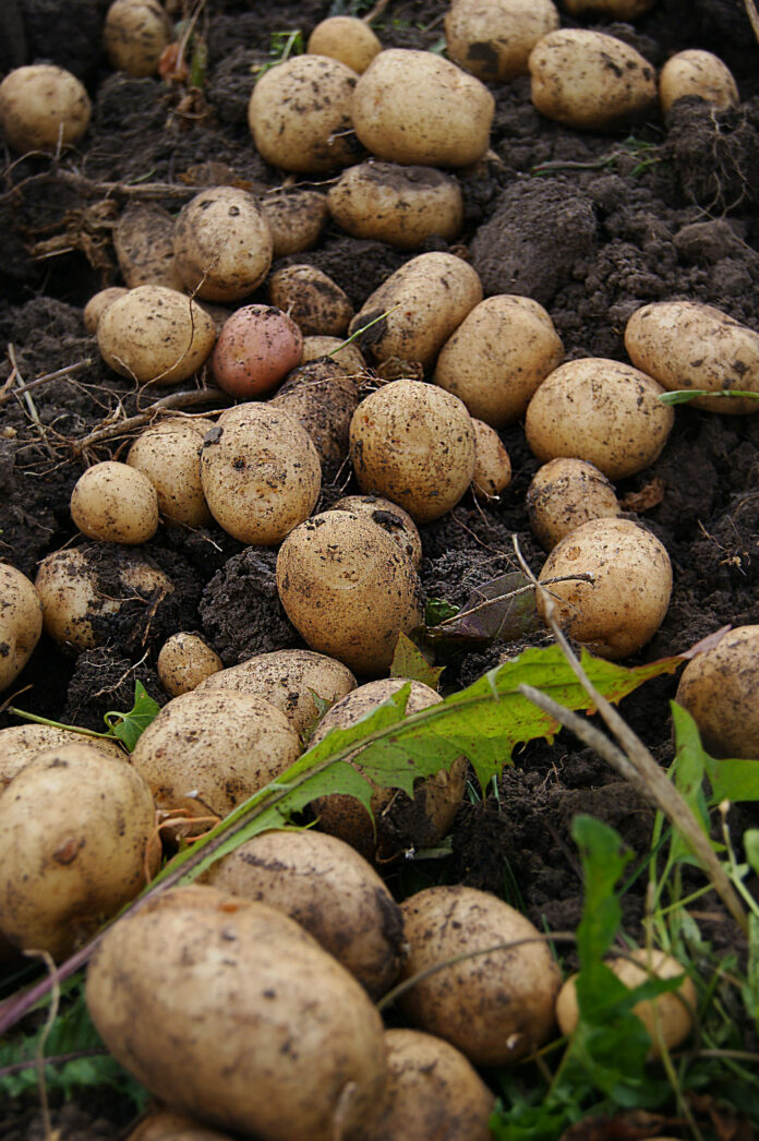pommes de terre pommes de terre