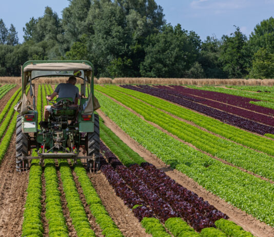 Dossier. Après la sécheresse, le monde agricole réclame des mesures d’urgence