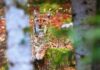Lynx dans la forêt