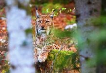 Lynx dans la forêt