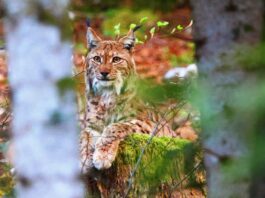 Lynx dans la forêt