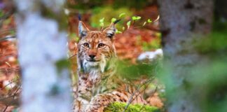 Lynx dans la forêt