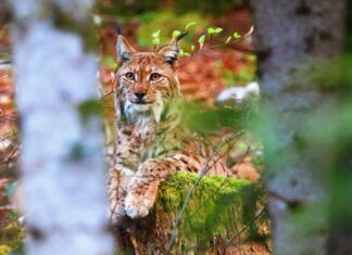 Région. Protect the Lynx : une mobilisation locale pour sauver le fantôme des forêts Lynx dans la forêt