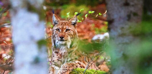 Région. Protect the Lynx : une mobilisation locale pour sauver le fantôme des forêts Lynx dans la forêt