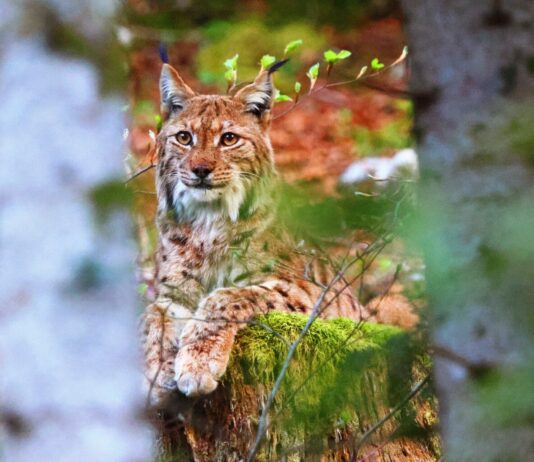 Lynx dans la forêt