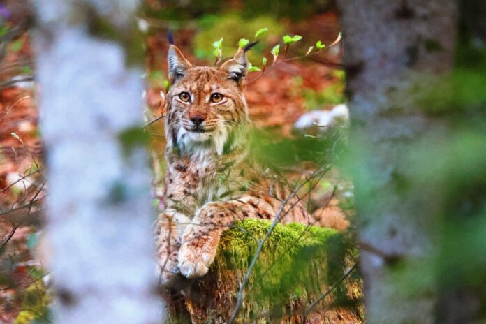 Lynx dans la forêt