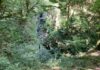 Hebdo Balade. Saint-Claude : le sentier des gorges de l’Abîme a rouvert au public Forêt