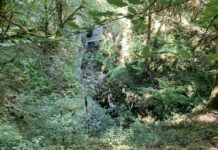 Forêt