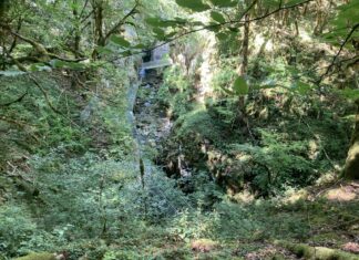 Forêt