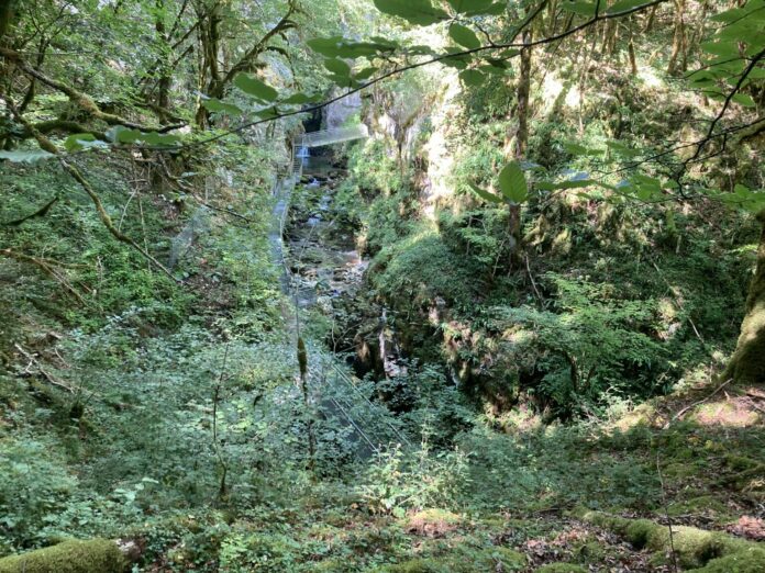 Forêt