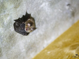 soirée chauves souris Laviron