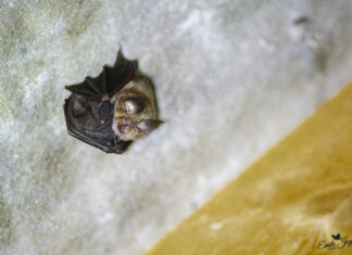 soirée chauves souris Laviron