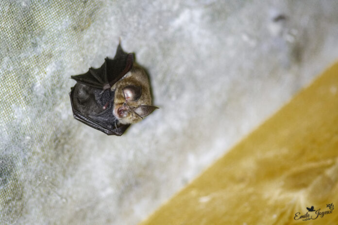 soirée chauves souris Laviron