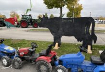 Pontarlier. La Foire de la Saint-Luc revient avec ses bovins et des nouveautés