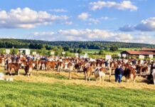 Haut-Doubs. Le comice de Vercel fait son retour à Chaux-lès-Passavant