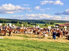 Haut-Doubs. Le comice de Vercel fait son retour à Chaux-lès-Passavant