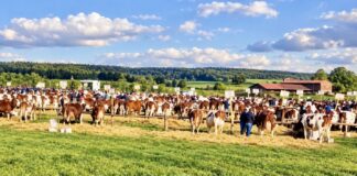 Haut-Doubs. Le comice de Vercel fait son retour à Chaux-lès-Passavant