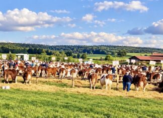Haut-Doubs. Le comice de Vercel fait son retour à Chaux-lès-Passavant